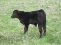 63 SM Bull.jpg