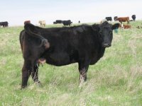 63 Cow.jpg