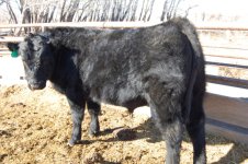 2010 Sem-Angus Bull 012.jpg