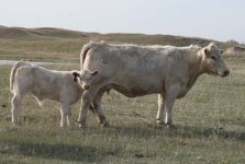IMG_7556---453--cow an 1035-bull calf--.jpg