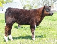 calves 2011 050.JPG