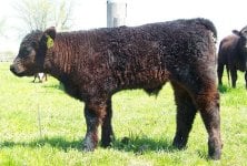 calves 2011 030.JPG