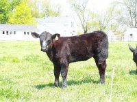 calves 2011 055.JPG