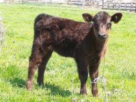 calves 2011 036.JPG