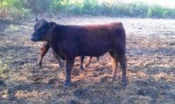miaangus1.jpg