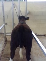 Pistol and Hoof 019.jpg