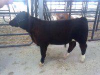 Pistol and Hoof 013.jpg