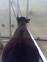 Pistol and Hoof 017.jpg