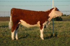 Heifer sale 025 eddie.jpg