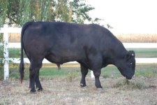 Meyer 734 x 6807 Bull.jpg