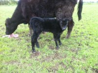 Meyer 734 x 6807 x Ali Heifer calf.jpg