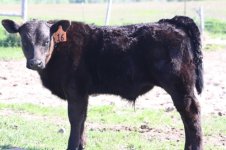 Hired Man steer.JPG