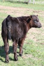 Hired Man steer 2.JPG