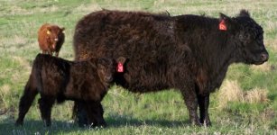 124 cow and calf (640x480).jpg