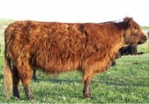 204 cow (640x480).jpg