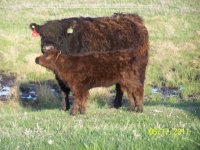 211 and calf (640x480).jpg
