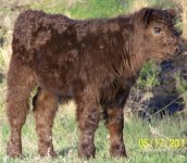 1241 calf (640x480).jpg