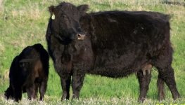 515 cow and calf (640x480).jpg