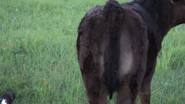 Club Calves 043.jpg