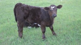 Club Calves 044.jpg