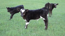 Club Calves 045.jpg