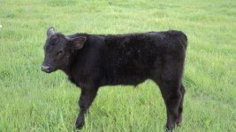 Club Calves 034.jpg