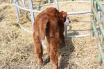 calf 5.jpg