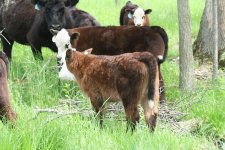 052211_8Y_bull_040811_herfordxangusxchimaine_1500.JPG