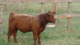 Solid Gold Steer.jpg