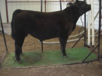 calves 4-7-11 015.JPG