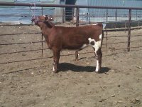Smooth Criminal Heifer.JPG