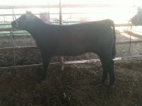 full of life heifer.jpg