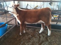 hereford steer.jpg