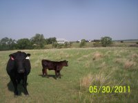 suh heifer calf.JPG