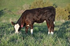 Choreboy Heifer1.jpg