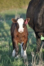 Choreboy Heifer.jpg