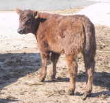 Walks on Water x Who Made Who Heifer Calf.png