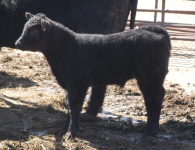 Manchild x Whiskey Seven Steer Calf.png