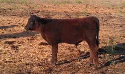 miaangus2.jpg