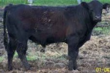 1670 bull.jpg