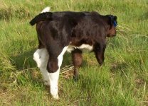 2 steer  back legs.JPG
