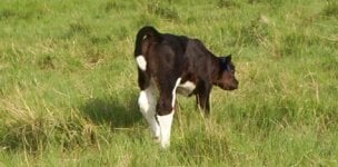 2 steer angled.JPG