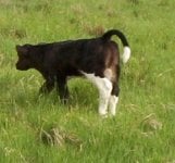 2 steer walking.JPG