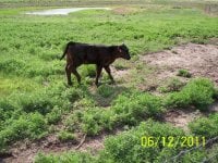 3 heifer side.JPG