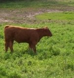 57 heifer side.JPG