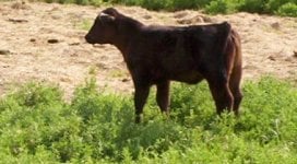 cropped  3 heifer side.JPG