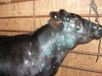 Neck3.jpg