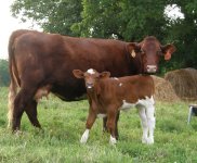 cows 6-13-11 029.JPG