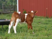 cows 6-13-11 026.JPG