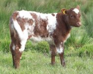 Roan steer calf 73.jpg